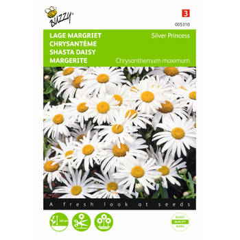 2 stuks Chrysanthemum maximum nanum Silver Princess