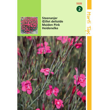 Hortitops - 2 stuks Dianthus Deltoides Erectus Karmijnrose