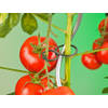 Nature - Tomatenplantringen dia. 65mm set a 25 stuks
