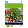 5 stuks Hangaardbei Ruby Ann F1 roodbloeiend Tuinplus