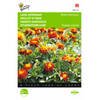 2 stuks Tagetes patula nana Petite Harmony