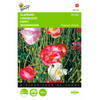 2 stuks Papaver Rhoeas