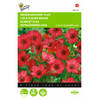 2 stuks Linum rubrum grandiflorum Rood