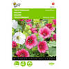 2 stuks Malope trifida grandiflora Gemengd