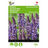 5 stuks Salvia nemorosa New Dimension Blue Tuinplus