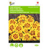 2 stuks Tagetes patula nana Naughty Marietta