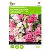 2 stuks Lathyrus latifolius Gemengd