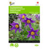 2 stuks Pulsatilla vulgaris anemone