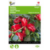 5 stuks Paprika Snack Patio - rood - Paragon Tuinplus