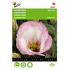 5 stuks Lisianthus mini rose Tuinplus