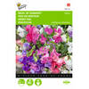 2 stuks Lathyrus Odor. Bijou Vroegbl. Mengsel