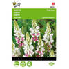 5 stuks Lupinus Rose laag Pink Ferry Tuinplus