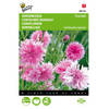 5 stuks Centaurea cyanus Pink Ball Tuinplus