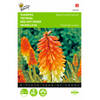 2 stuks Kniphofia tritoma Royal Castle Hybr.