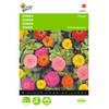 2 stuks Zinnia elegans Liliput Pompon Dubbelbl. Gemengd