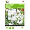 2 stuks Lathyrus odoratus Royal Family Wit