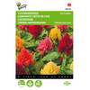 5 stuks Celosia plumosa Ice Cream mixed Tuinplus