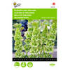 2 stuks Molucella Groene Bel Achtige Bloemen