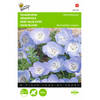 2 stuks Nemophila Insignis Hemelsblauw