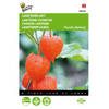 2 stuks Physalis franchetti gigantea Lampionplant