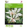 5 stuks Gaura lindheimerii Sparkle White Tuinplus