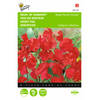 2 stuks Lathyrus odoratus Royal Family Rood