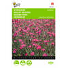 2 stuks Dianthus deltoides erectus Karmijnrose