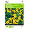 2 stuks Chrysanthemum Segetum Gemengd