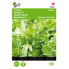 5 stuks Rucola Wasabi Tuinplus