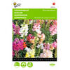 2 stuks Antirrhinum Majus Nanum Gemengd