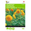 2 stuks Helianthus Annuus Sungold Dubbelbl. Laag