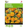 2 stuks Tagetes patula nana Bolero