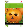 5 stuks Pompoenen Jack O Lantern (Cucub.Pepo)