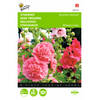 2 stuks Althaea Alcea Rosea Summer Carnival