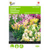 2 stuks Antirrhinum Majus Pumilum Tom Thumb Gemengd