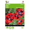 5 stuks Papaver commutatum Lady Bird Tuinplus