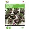 Kalettes Garden Mix F1