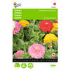 2 stuks Zinnia elegans Californische Reuzen Gemengd