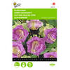 2 stuks Cobaea Scandens Violetblauw