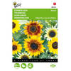 2 stuks Helianthus Cucumerifolius Gemengd