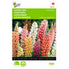 2 stuks Lupinus polyphyllus Russel s Minarette Gemengd