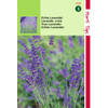 2 stuks Lavendel Lavandula Officinalis