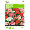 2 stuks Dianthus barbatus Enkelbl. Gemengd