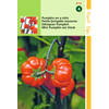 Hortitops - 2 stuks Solanum Aetthiopicum, Pumpkin on a stick op op