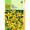 Hortitops - 2 stuks Bidens Humilis Golden Eye