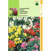 Hortitops - 2 stuks Antirrhinum Majus Pumilum Tom Thumb Gemengd