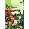 Hortitops - 2 stuks Bellis Perennis Pomponette Gemengd