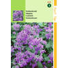 Hortitops - 2 stuks Nepeta mussinii Kattekruid