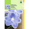 Hortitops - 2 stuks Delphinium Grandiflorum Summer Blues