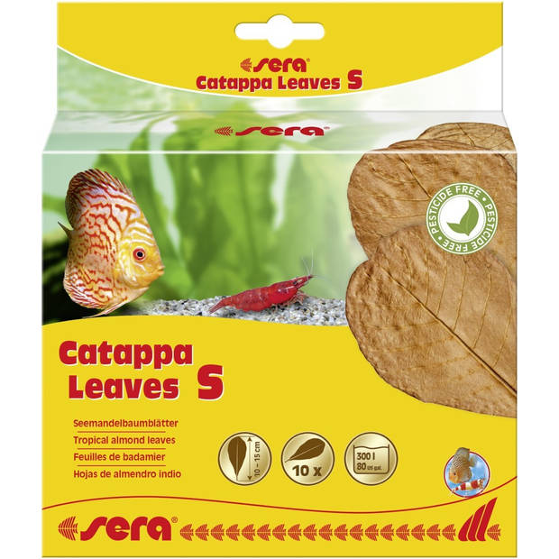 Catappa Leaves S 10 - 15 cm